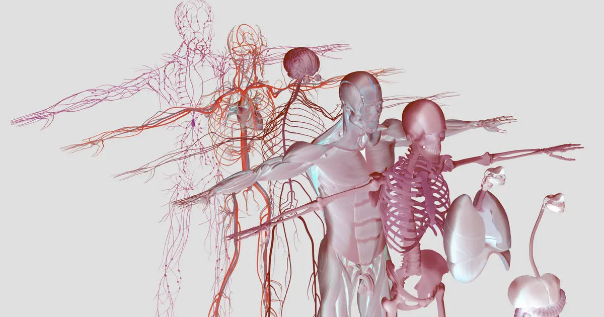 fotocopia de huesos y musculos - Cuántos músculos y huesos hay en el cuerpo humano